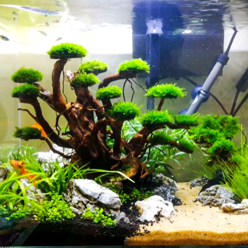 Aquarium Plant Guide - Aquarium Landscaping Moss Tree Skeleton Finished