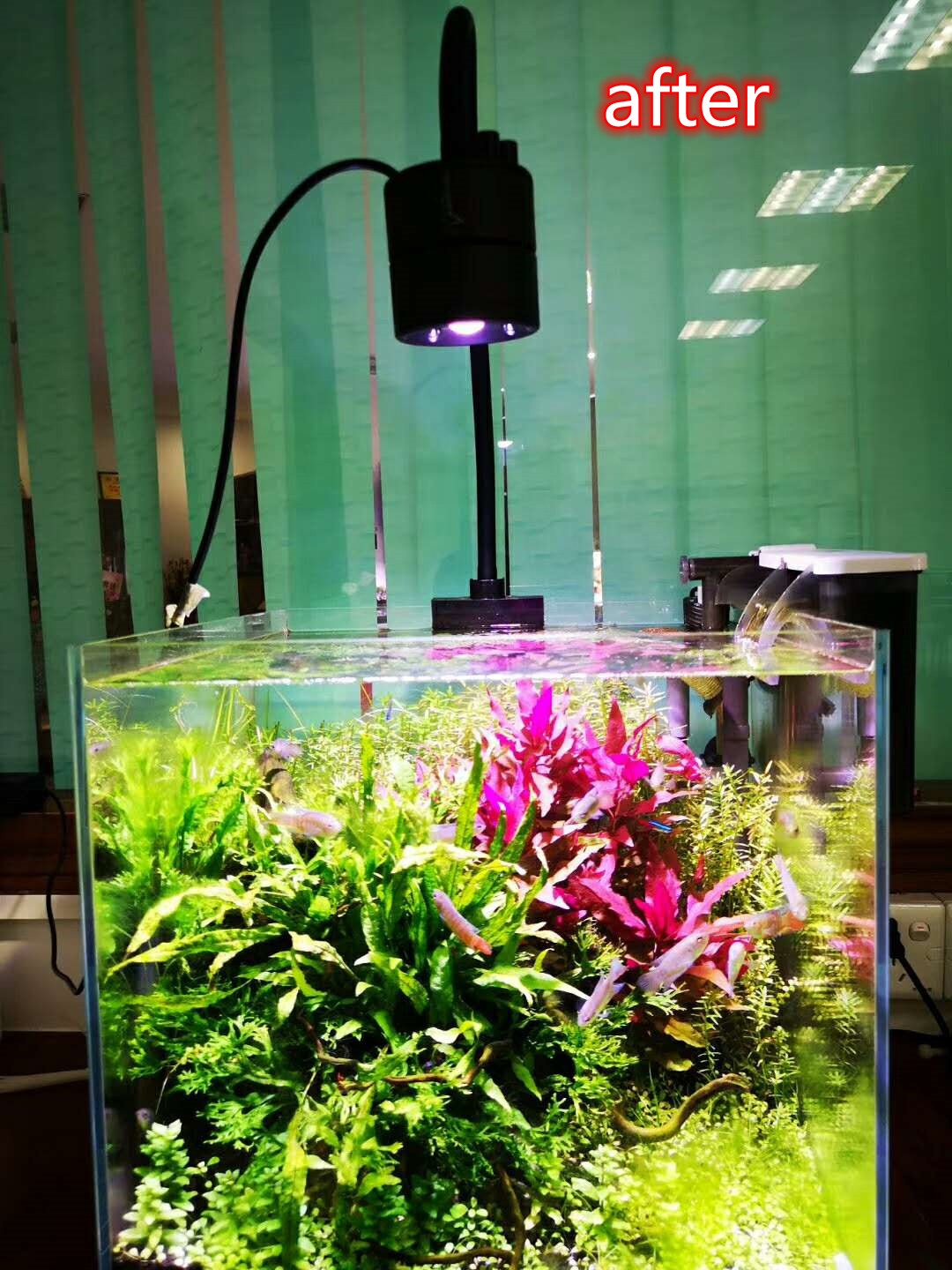 Newly Designed LED Light for P - đánh giá và giá Aquarium Plant Design