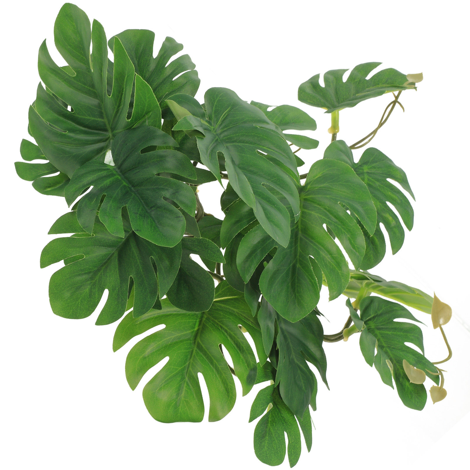 Safe Non Toxic Reptile Plants  - đánh giá và giá Non Planted Aquarium Fish