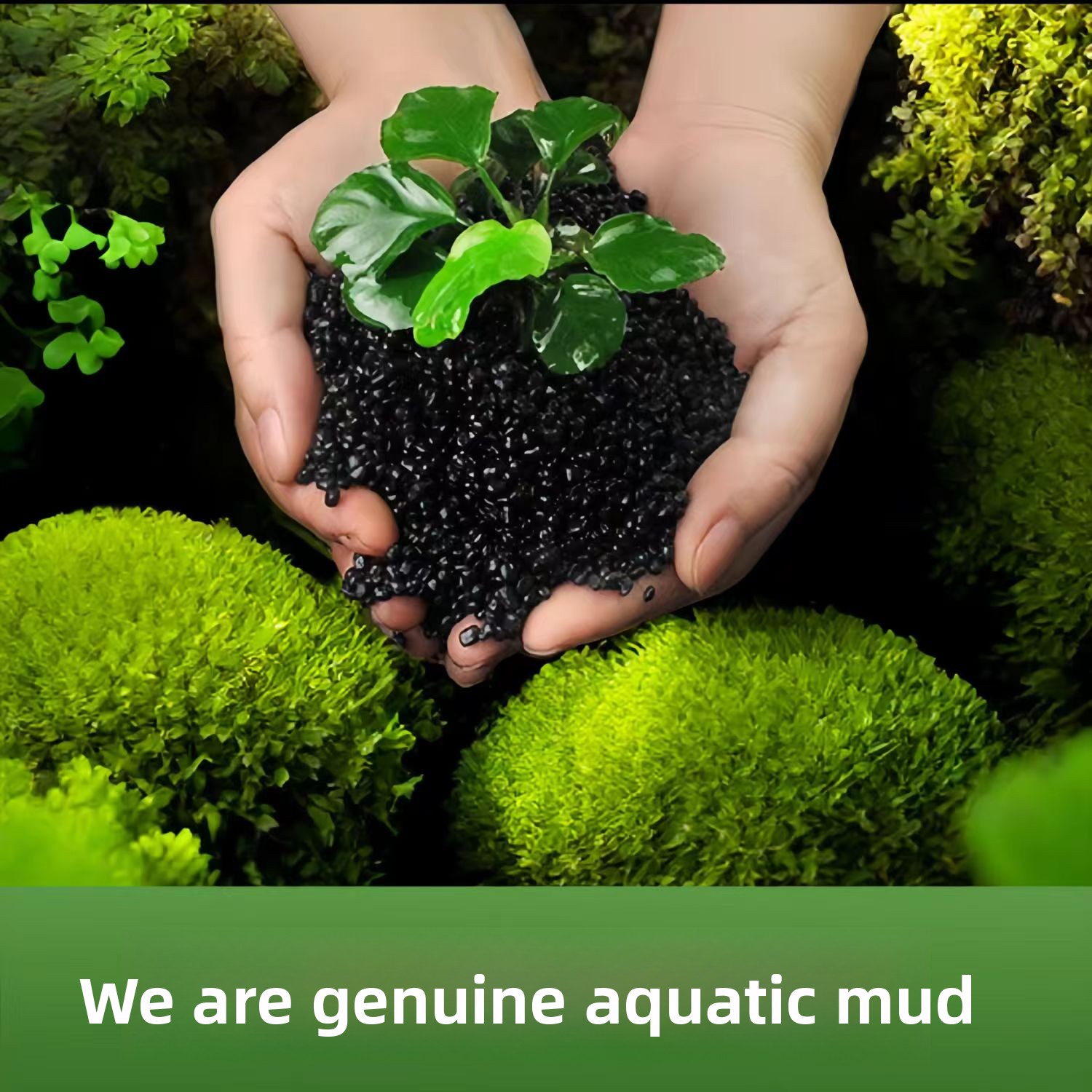 Non-Ceramic Aquatic Plant Mud  - đánh giá và giá Non Planted Aquarium Fish