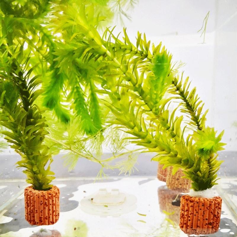 Bể cá QX2E giữ cây trồng để tr - đánh giá và giá Emersed Plants Aquarium