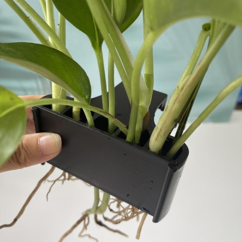 Nhà máy nước bể Cảnh quan nhà  - đánh giá và giá Emersed Plants Aquarium