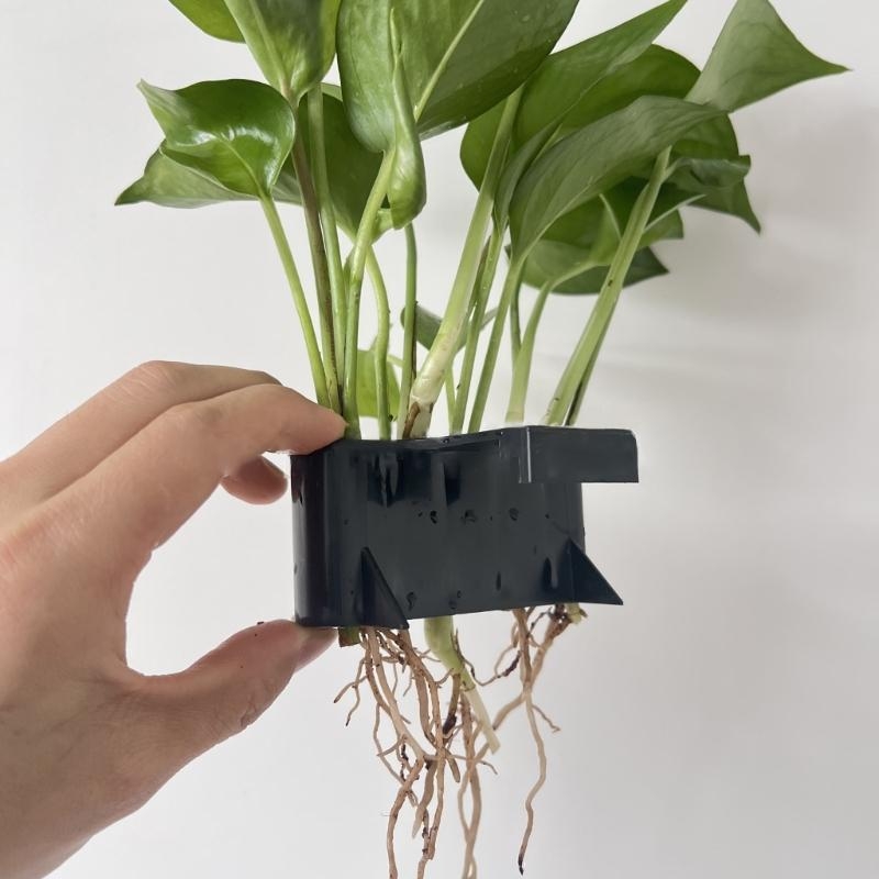 Nhà máy nước bể Cảnh quan nhà  - đánh giá và giá Emersed Plants Aquarium