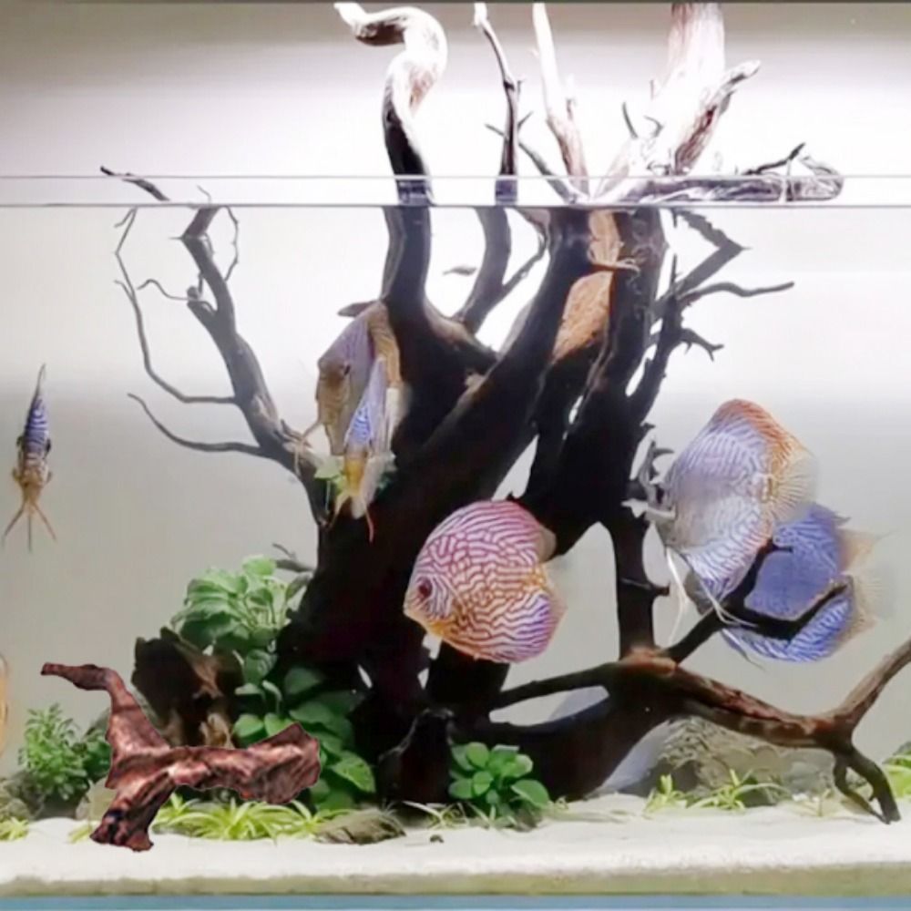 Creative Irregular Shape Coral - đánh giá và giá Aquarium Plant Guide